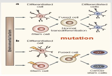<p><span style="color: rgb(255, 255, 255);"><span>Problem with stem cells</span></span></p><ul><li><p><span style="color: rgb(255, 255, 255);"><span>They can spontaneously fuse with each other forming a tetraploid cell (could generate cancer stem cells)</span></span></p></li><li><p><span style="color: rgb(255, 255, 255);"><span>When injected into patients mechanical stress can cause fusion</span></span></p></li></ul><p></p>