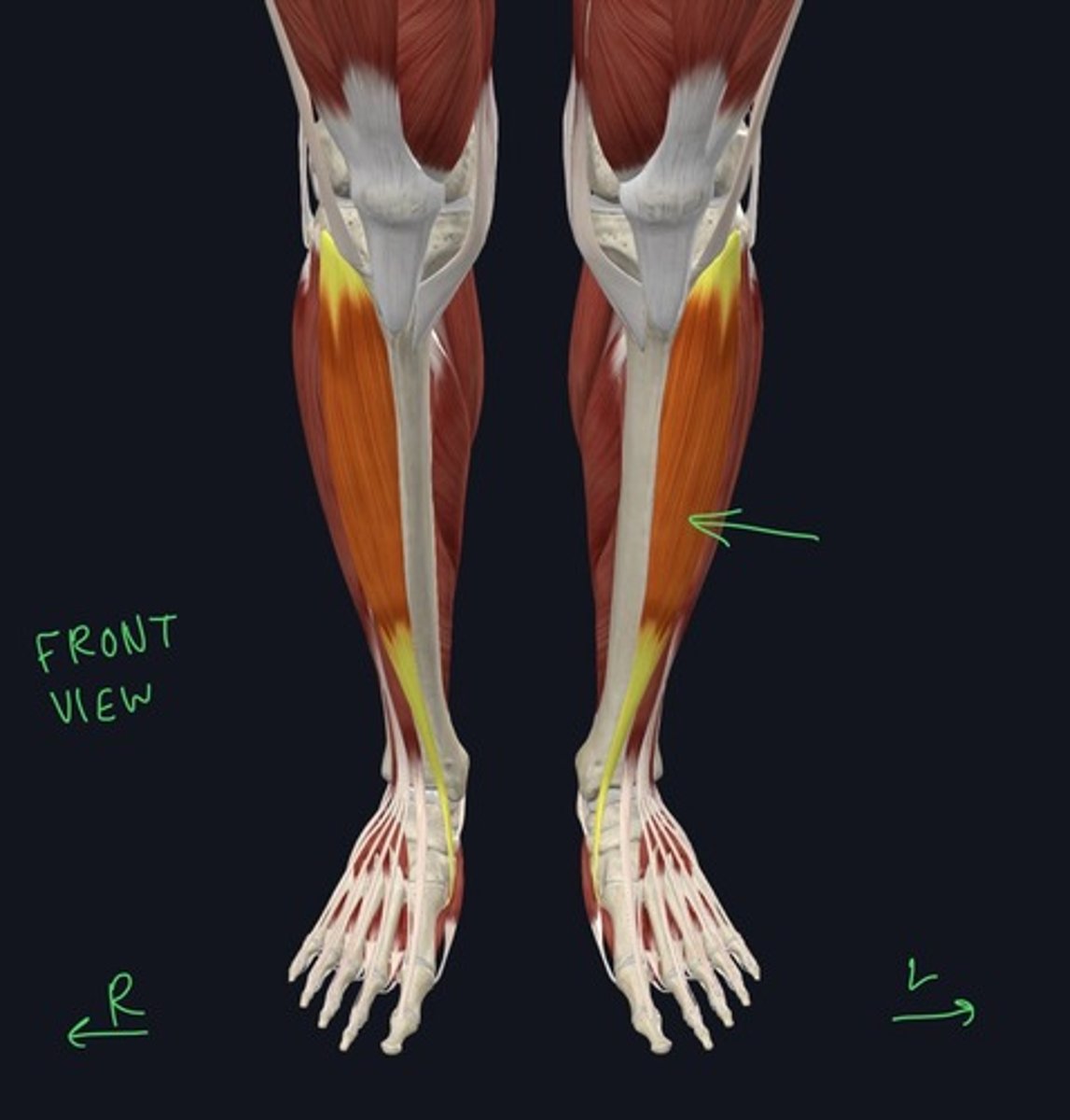knowt flashcard image