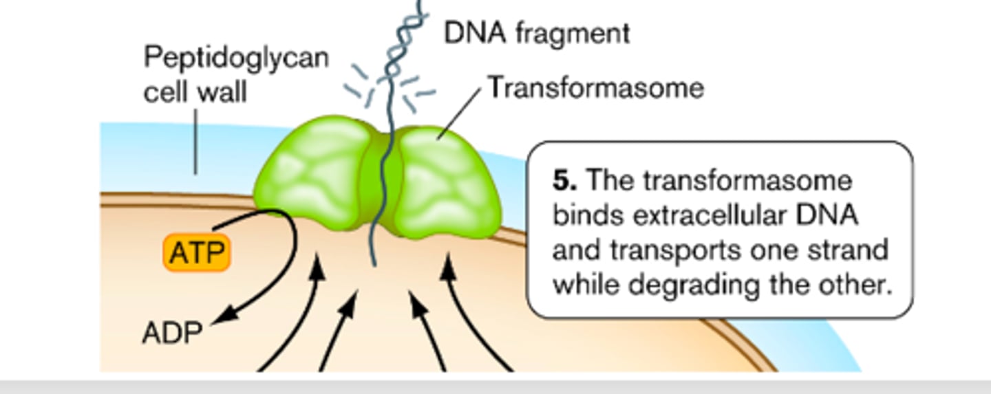<p>a complex formed by Gram-positive bacteria in order to transform bacteria</p>