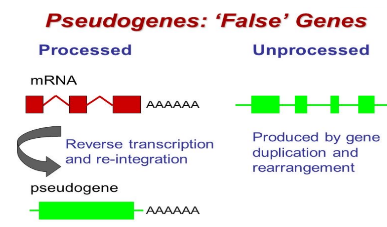 <p>Pseudogenes</p>