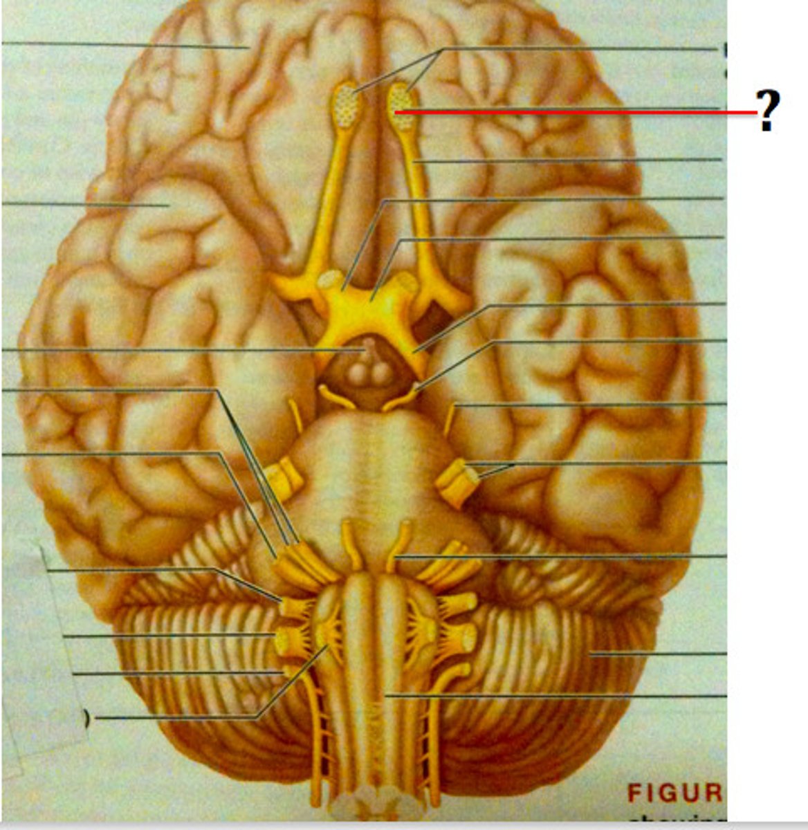 <p>rests on the cribriform plate. related to smell (olfaction)</p>