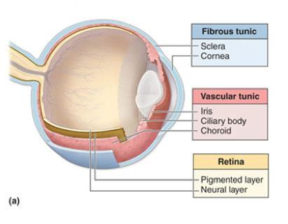 <p>the innermost layer of the eye; known as the retina; contains several layers.</p>