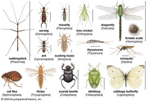 <p>Arthropods with three pairs of thoracic legs</p>