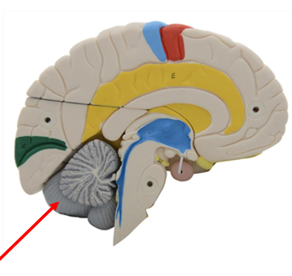 <p>What structure is this?</p>