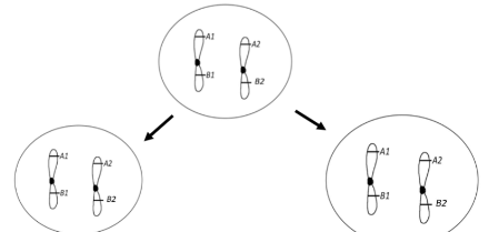 The goal of **mitosis** is for parent cell (a somatic cell) to produce **two** daughter cells that are **genetically identical** to parent cell and each other (mitosis occurs in somatic cells)