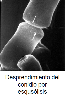 <p>origen de pared</p>