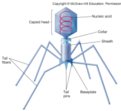 <ul><li><p>head resembles a icoshedral and a tail is helical.&nbsp;</p></li><li><p>they have tail fibers</p></li></ul><p></p>