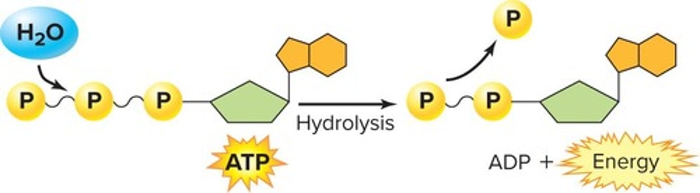 <p>process of breaking down ATP to release energy</p>