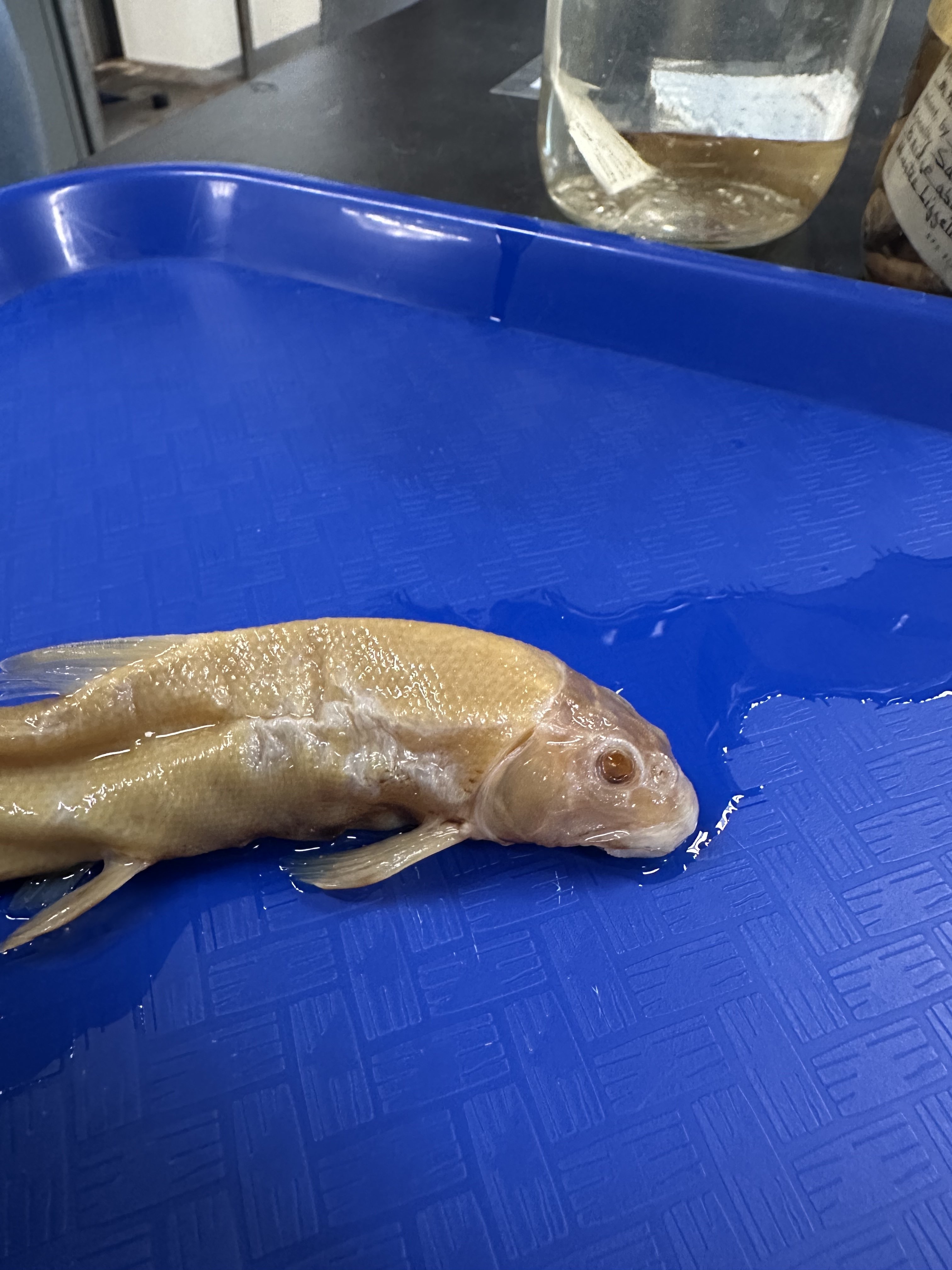 <p>Catastomidae (suckers)</p>
