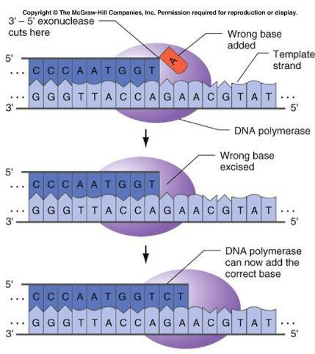 <p>DNA polymerase proofreads in the 3' to 5' direction, allowing it to remove incorrectly paired nucleotides.</p>