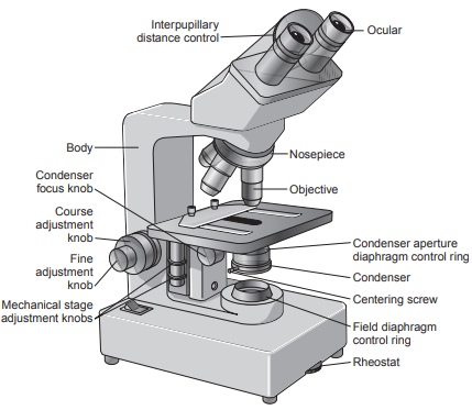 Figure 2: Parts of the binocular microscope