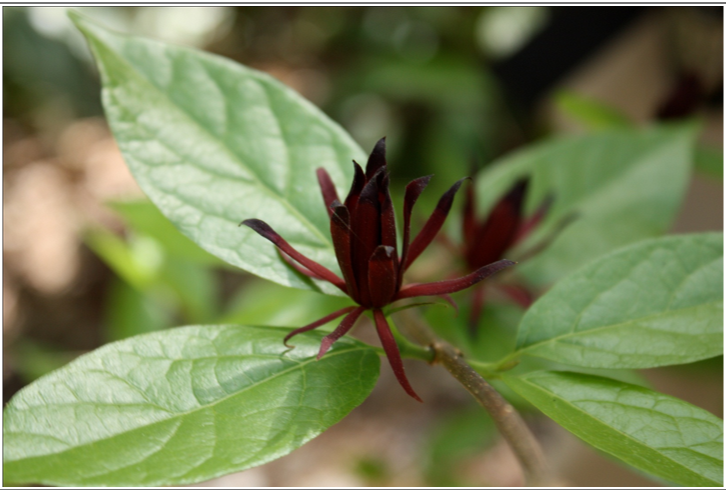 <p>Sweet shrub</p>