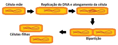 <ul><li><p>agâmica</p></li><li><p>organismo unicelulares se dividem em 2</p></li></ul>