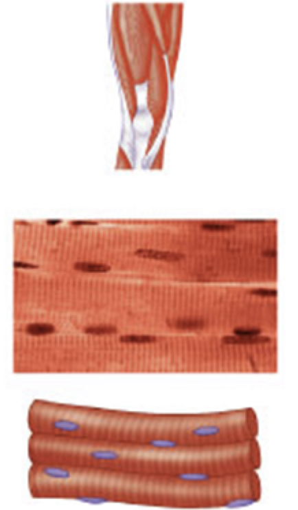 <ul><li><p>has STRIATED, tubular, MULTI-NUCLEATED fibers</p></li><li><p>usually attached to the skeleton</p></li><li><p>VOLUNTARY</p></li></ul>