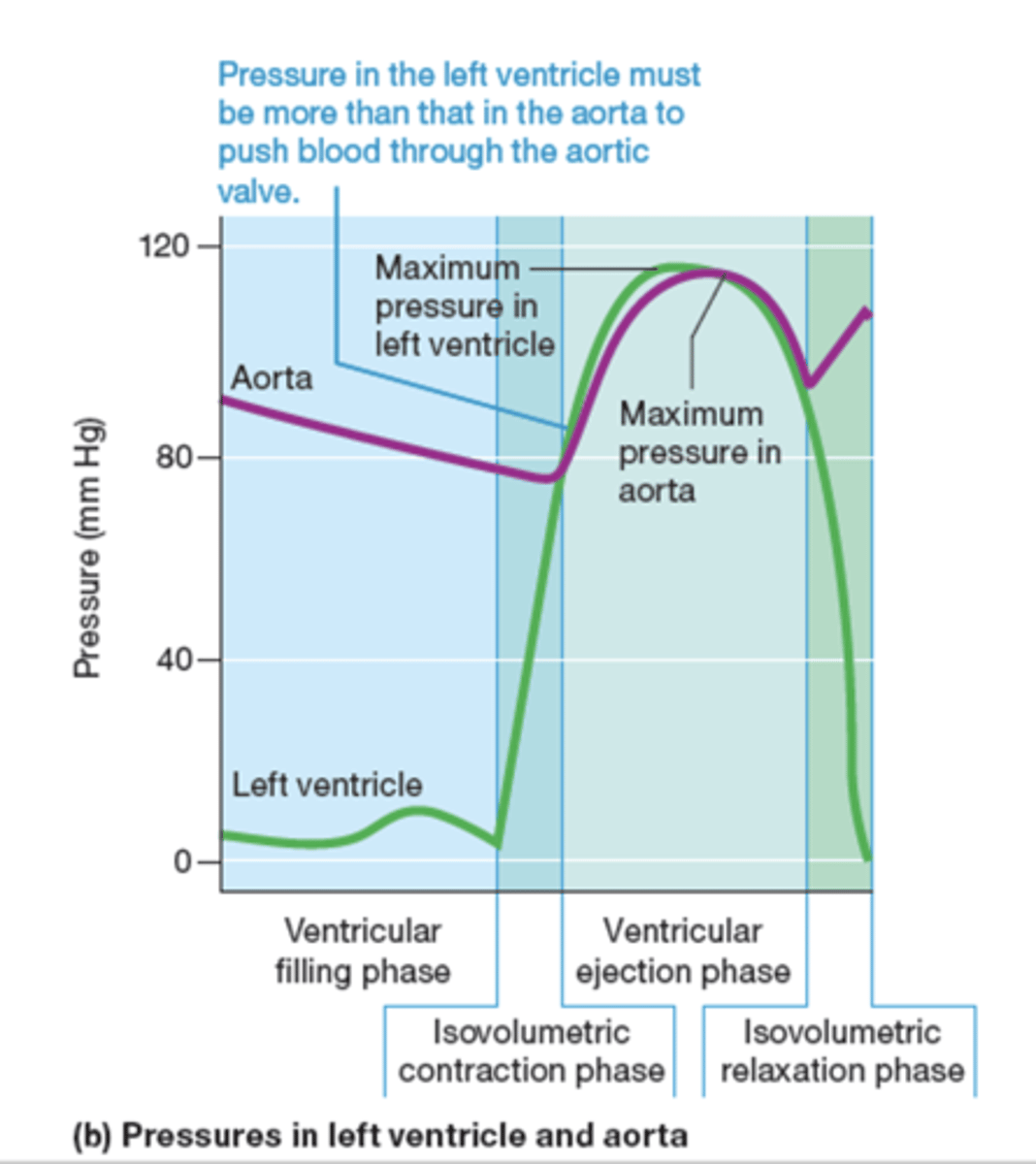 <p>left ventricle pressure must be more than aorta to push blood through aortic valve</p>