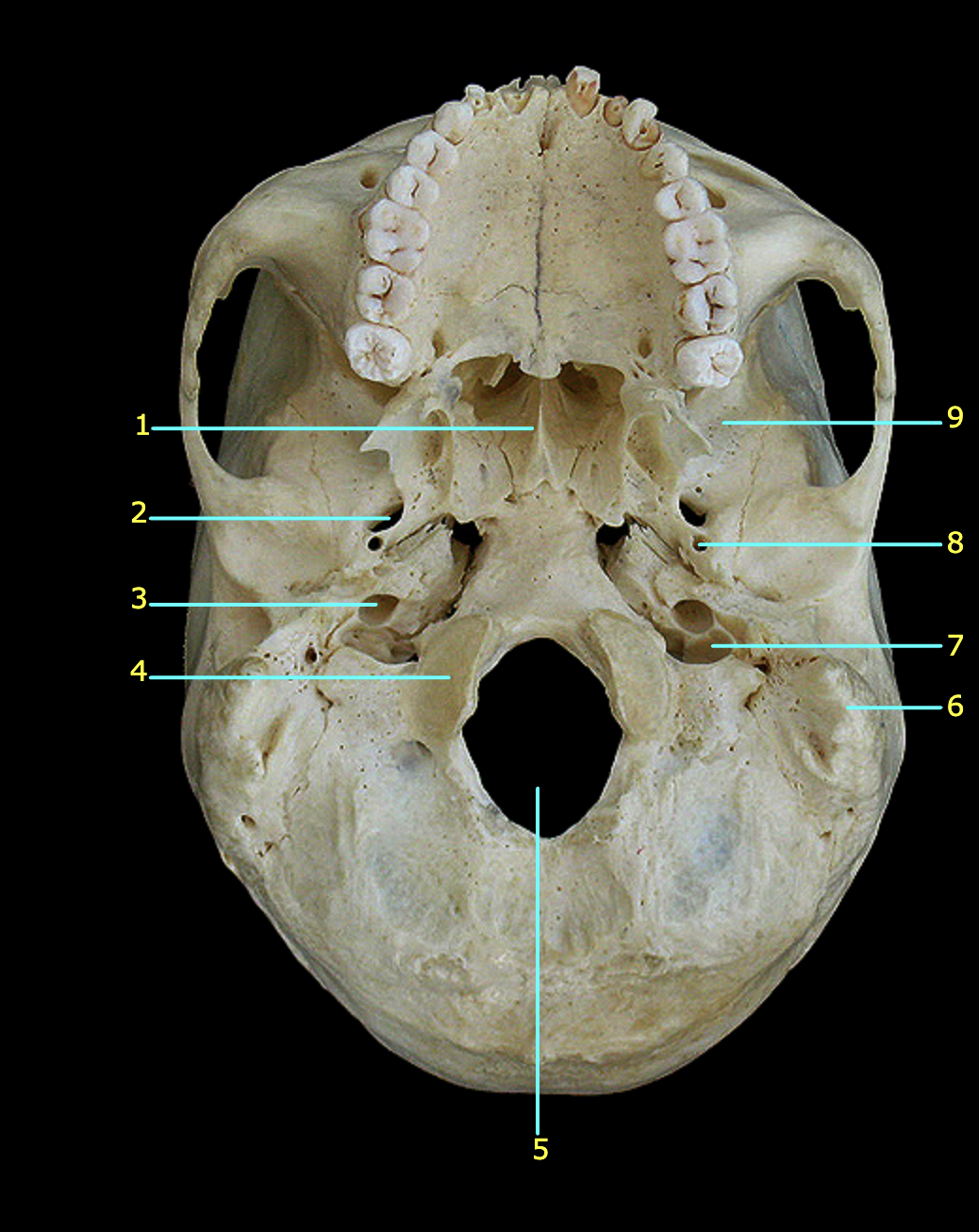 What structure is labeled 5?
