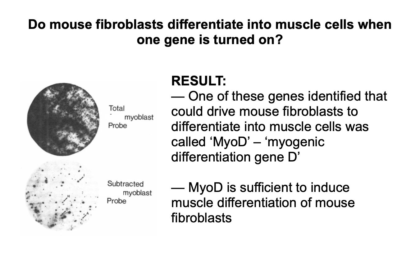 <ul><li><p>A single cDNA for a genes (MyoD myogenic differentiation gene)</p></li><li><p>transfected into differentiated fibroblasts</p></li><li><p>causes cells to <strong>switch fate</strong>→ MUSCLE CELLS</p></li></ul><p></p>
