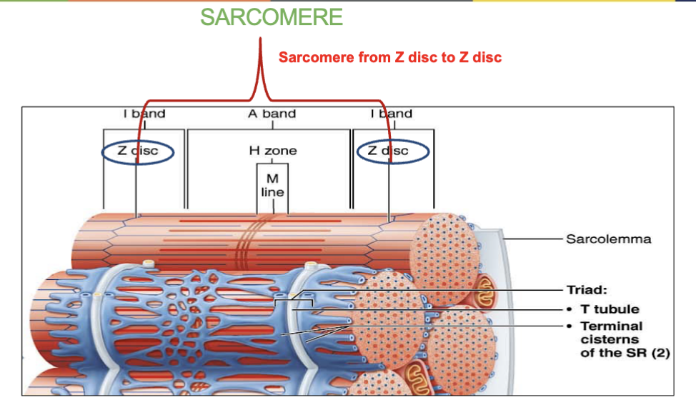 <ul><li><p><strong>Myofilaments-</strong> contain two overlapping myofilaments<strong> </strong>which are <u>thick(myosin)</u> &amp; <u>thin(actin)</u>.</p></li></ul><p>(sarcomeres are the <strong>basic functional units of a myofibrils</strong>)</p><ul><li><p><strong>Z discs-</strong> <u>Boundaries of the sarcomere</u>, anchor the thin filaments <em>(only in thin filaments)</em></p></li></ul><p></p>