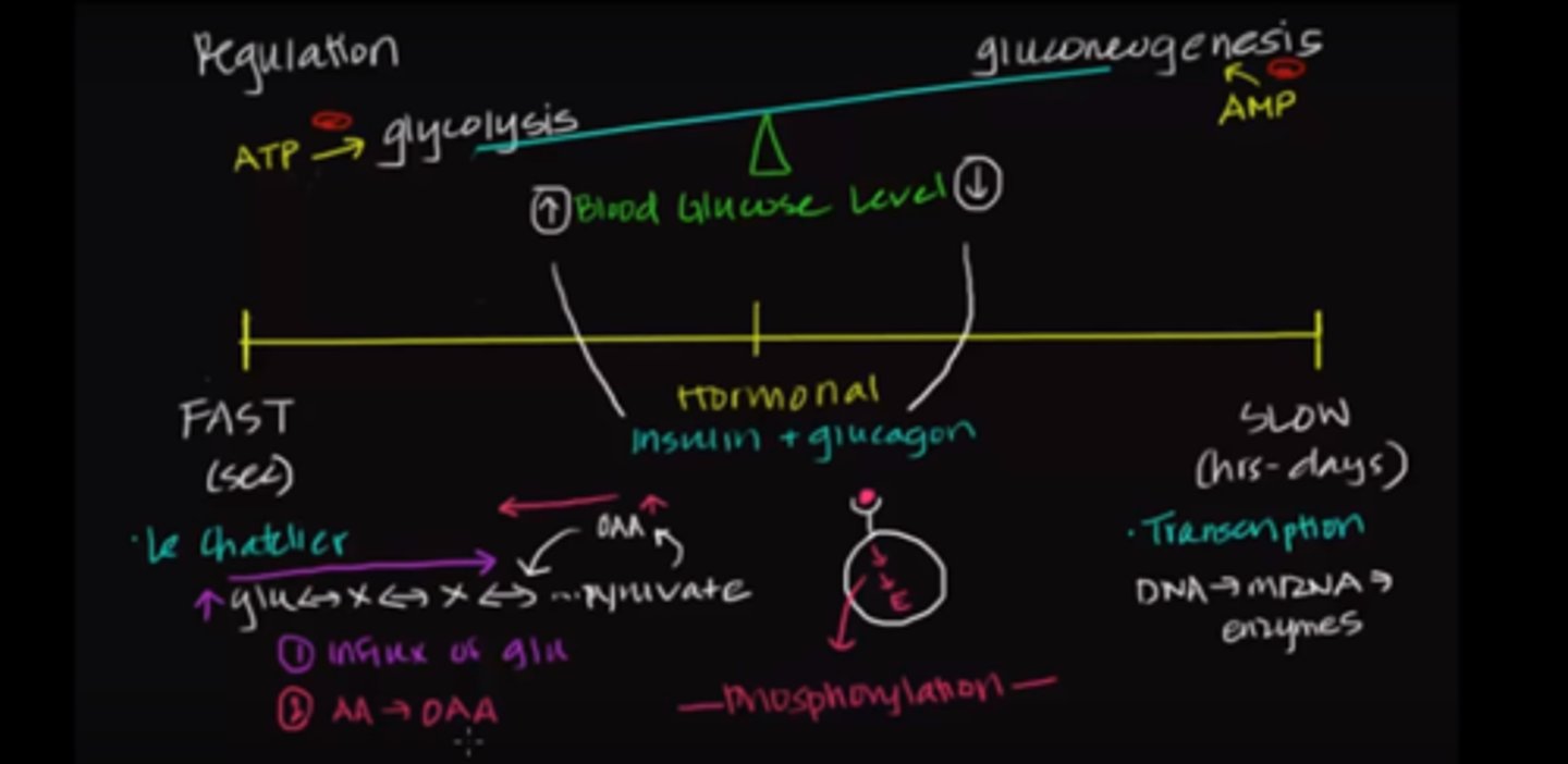 <p>(D) I &gt; III &gt; II</p><p>In order from fastest-acting to slowest-acting:</p><p>I. Le Chatlier/Allosteric Regulation &gt; III. Hormonal Regulation (regulates at the level of proteins) &gt; II. Transcriptional Regulation (regulates at the level of DNA)</p>