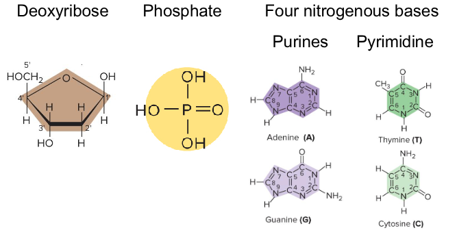 <p>Nucleotides have what three parts?</p>