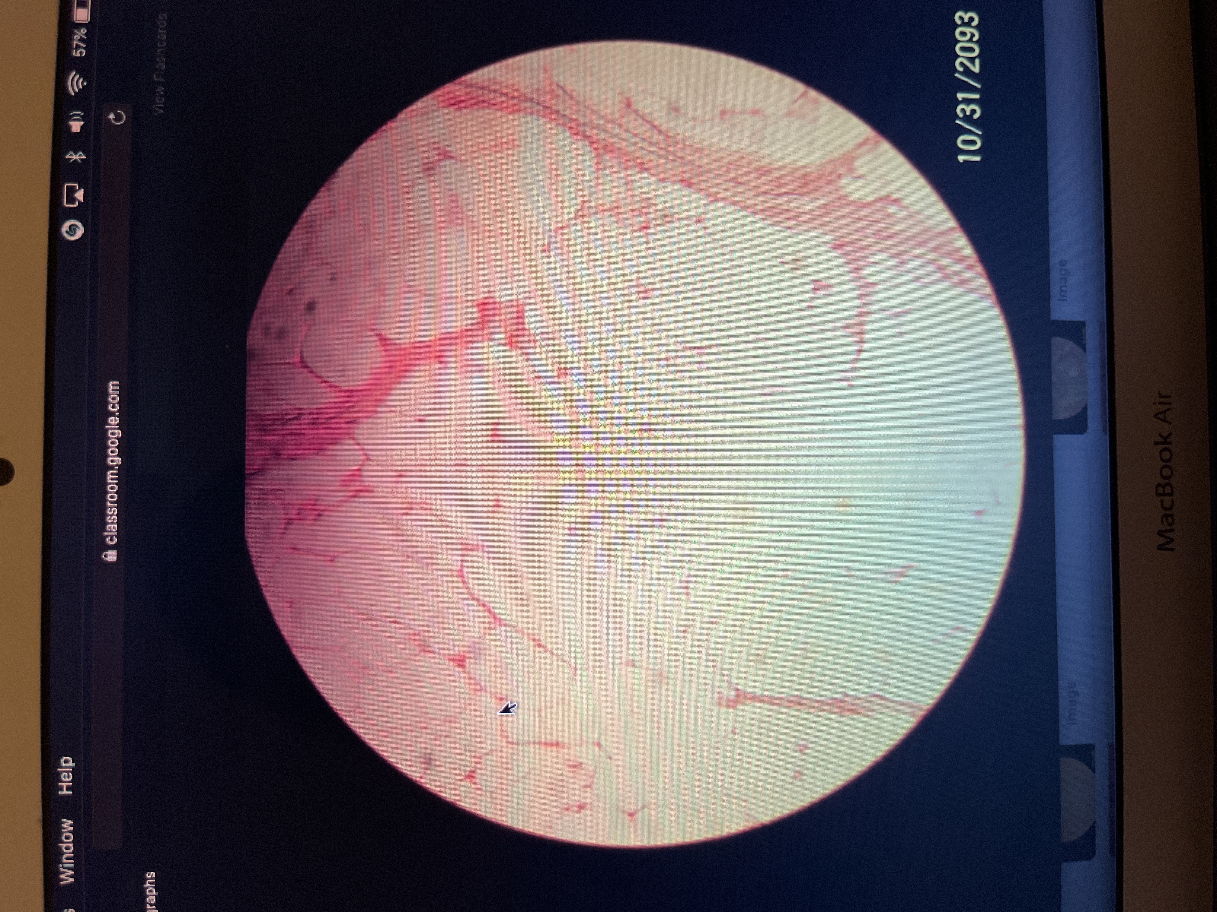 Location: subcutaneous layer deep to skin
Function: reduces heat loss through skin