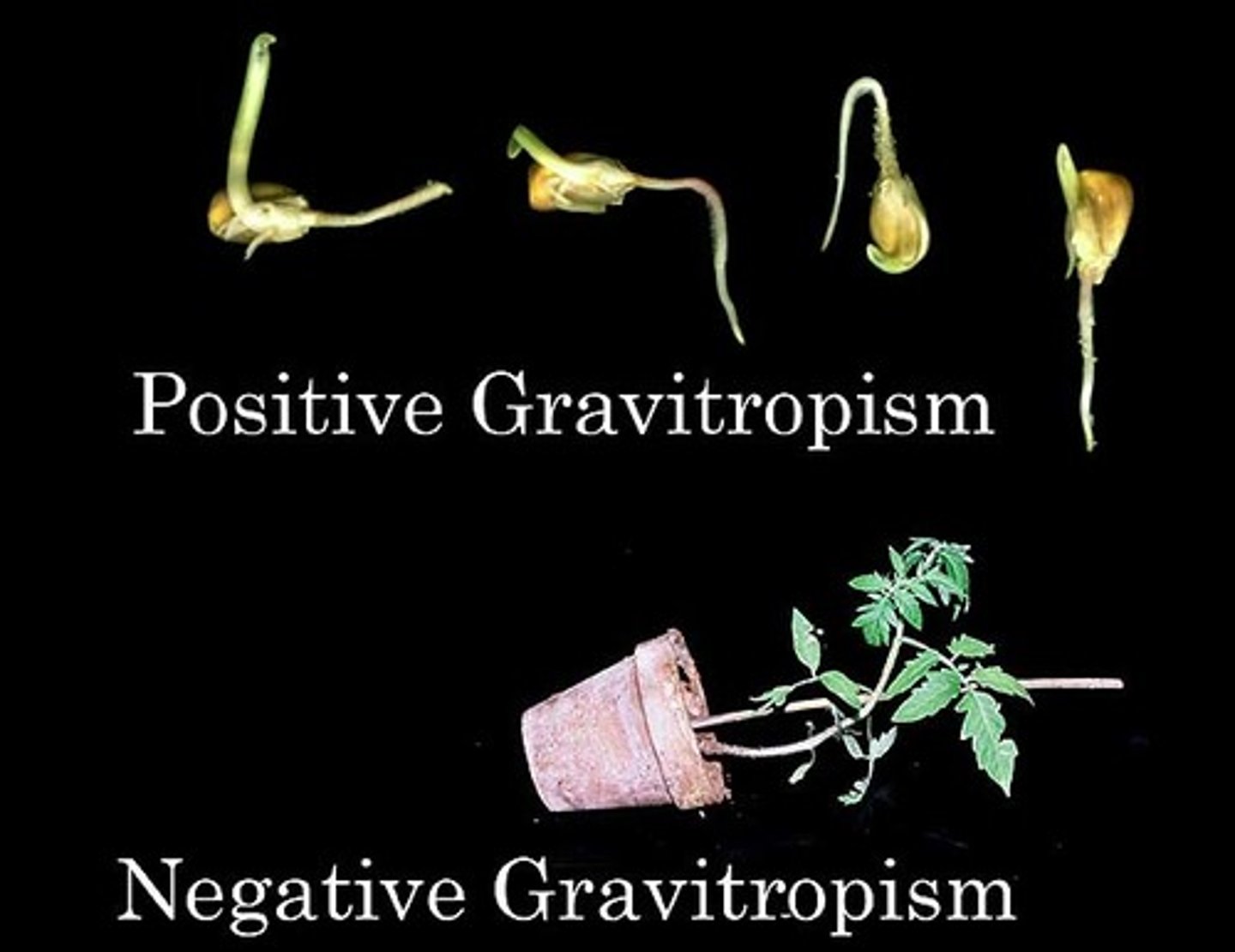 <p>a response in which parts of a plant grow towards or away from gravity</p>