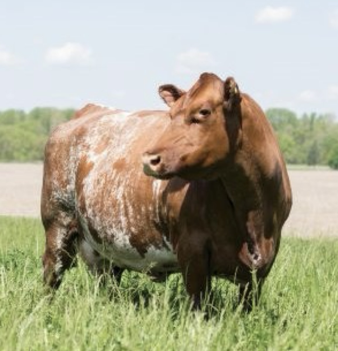 <p>What type of cow is this?</p>