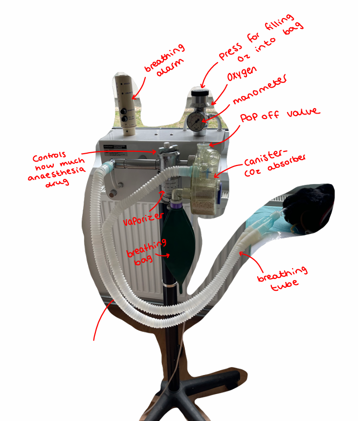 <p><strong>The Anesthetic Machine: </strong>vital piece of equipment for the administration of inhalation anesthetics to animals during surgical procedures.</p><ul><li><p>needs proper handling, maintenance + its ancillary equipment - for well being.</p></li></ul><p><span style="color: blue"><strong>1) “Pre-Use Safety Checklist”</strong></span></p><p class="text-primary-foreground">Before using an anesthetic machine, perform these essential checks:</p><ol><li><p><strong>Complete visual inspection</strong> of all components</p></li><li><p><strong>Verify gas supplies</strong> (oxygen and anesthetic gas levels)</p></li><li><p><strong>Test the scavenging system</strong> to ensure proper waste gas removal</p></li><li><p><strong>Check all connections</strong>, verify monitoring equipment function</p></li></ol><p><span style="color: blue"><strong>2) Proper Setup and Positioning</strong></span></p><ul><li><p>Place the machine in a <strong>well-ventilated area</strong> to minimize staff exposure to waste gases</p></li><li><p>Position the machine to allow the anesthetist <strong>easy access to both the patient and controls</strong></p></li><li><p>Ensure the patient is on a <strong>firm, padded surface</strong> to prevent pressure injuries</p></li></ul><p><span style="color: blue"><strong>3) Gas Delivery Management</strong></span></p><ul><li><p>The machine should be set to deliver the needed concentration of gas + O2 to the animal. Concentration is adjusted by vaporizer, which is set to the appropriate level for the specific agent being used.</p></li></ul><p><span style="color: red"><strong>Vaporizer Settings: </strong></span>component that controls anesthetic gas concentration, but its setting alone doesn't determine anesthetic depth. Settings needs to be continually adjusted according to the depth of anesthesia + status of procedure.</p><ul><li><p><strong>Initial induction</strong>: Higher settings (2.5-3%) typically needed</p></li><li><p><strong>Maintenance phase</strong>: Lower settings once stable plane is achieved</p></li><li><p><strong>Procedure completion</strong>: Gradual reduction as surgery concludes</p></li><li><p><strong>Safety limit</strong>: Never exceed 3% for isoflurane to prevent overdose</p><ul><li><p><strong>Deeper anesthesia</strong>: Instead of exceeding 3%, increase oxygen flow and provide manual ventilation to enhance uptake</p></li></ul></li></ul><p><span style="color: red"><strong>Oxygen Flow Meter Management</strong></span></p><ul><li><p><strong>Standard</strong>: 0.5-2 L/min for most procedures</p></li><li><p><strong>Reservoir bag assessment</strong>: If overfilling while patient breathes normally, check that pop-off valve is open and reduce flow rate</p></li></ul><p><span style="color: red"><strong>Pop-Off Valve Function</strong></span></p><p class="text-primary-foreground">This critical safety valve prevents dangerous pressure buildup, as it releases excess pressure:</p><ul><li><p><strong>Normal</strong>: Open or mostly open during routine anesthesia</p></li><li><p><strong>Temporary closure</strong>: Only when manually ventilating ("bagging") the patient</p></li><li><p><strong>Need to: </strong>Regular check to ensure proper position</p></li></ul><p><span style="color: blue"><strong>4) Continuous Monitoring by:</strong></span></p><ul><li><p><strong>Pulse oximeter</strong>: Measures oxygen saturation</p></li><li><p><strong>Capnograph</strong>: Monitors carbon dioxide levels in exhaled breath</p></li><li><p><strong>Blood pressure monitor</strong>: Tracks cardiovascular status</p></li></ul><p><span style="color: blue"><strong>5) Maintenance Protocols - should be maintained + serviced regularly</strong></span></p><ul><li><p>Regular cleaning, calibration of vaporizer, replacement of any damaged components, documentation, servicing</p></li></ul><p><span style="color: blue"><strong>6) Safety Considerations</strong></span></p><ul><li><p>should be used with safety precautions, by:</p><ul><li><p>scavenging system to remove waste gas</p></li><li><p>personal protective equipment - gloves and mask</p></li></ul></li></ul><img src="https://knowt-user-attachments.s3.amazonaws.com/e5185590-8f80-4bf6-8164-efe473455f7e.png" data-width="50%" data-align="center"><p></p>