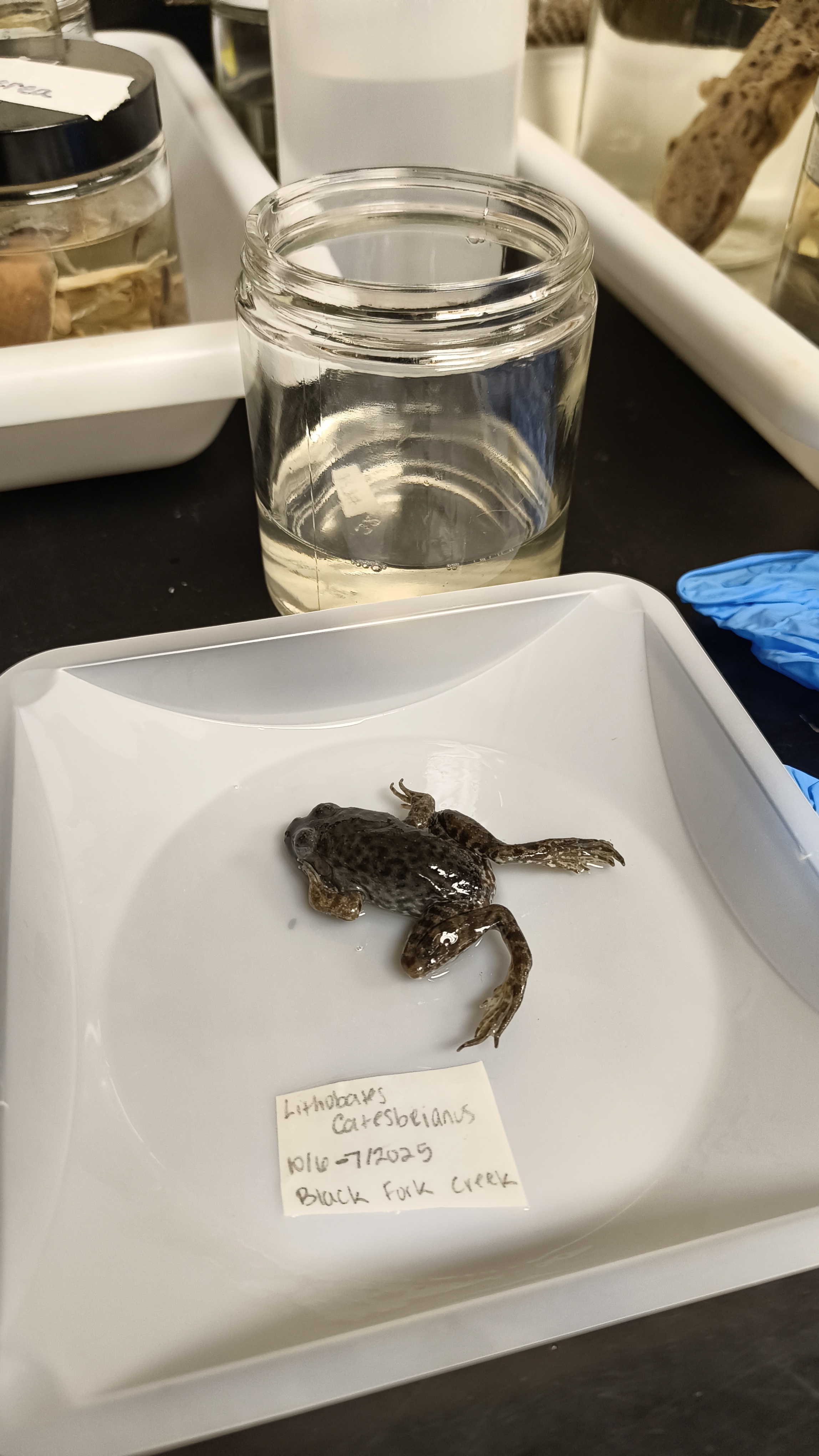 <p>Ranidae Lithobates catesbeiana</p>