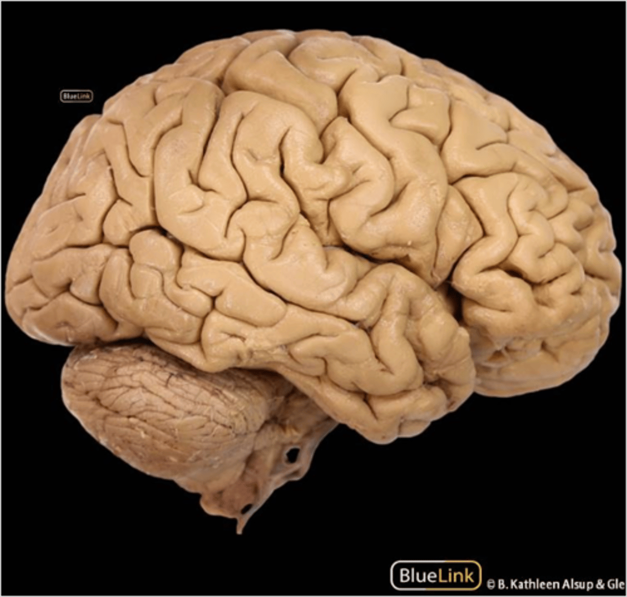 <p>to increase surface area without a proportional enlargement of brain's outer dimensions or total volume</p>
