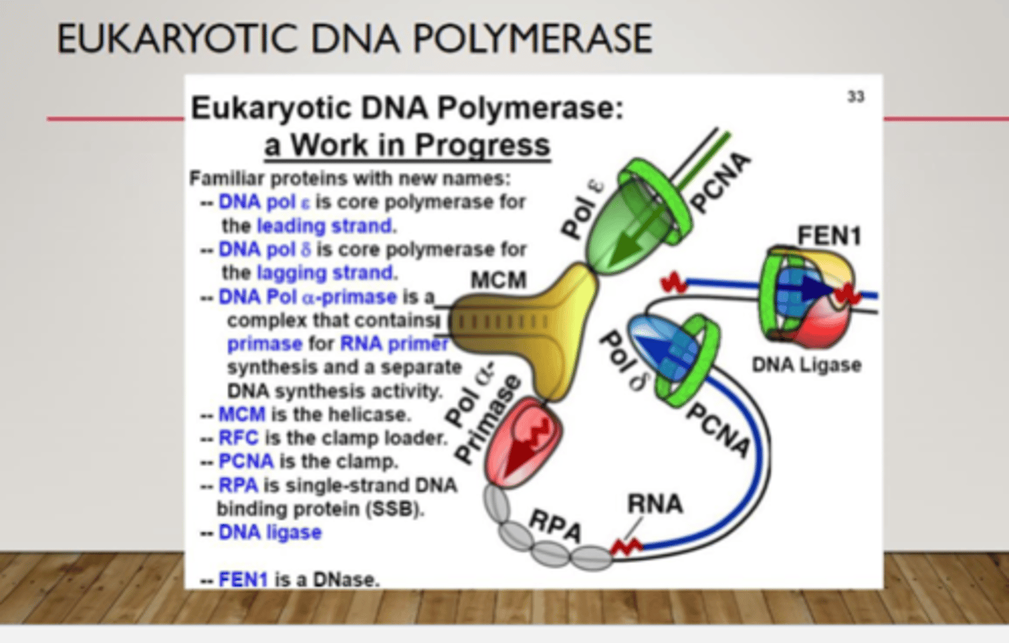 <p>the only DNA Pol which also has a subunit with primase activity</p><p>can only polymerize in the 5' to 3' direction</p><p>- synthesizes a short RNA-DNA hybrid (10 RNA nucleotides followed by20 - 30 DNA nucleotides)</p><p>-Details poorly understood</p>