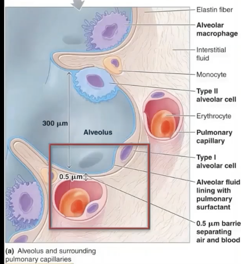 <p>alveolar macrophages</p>