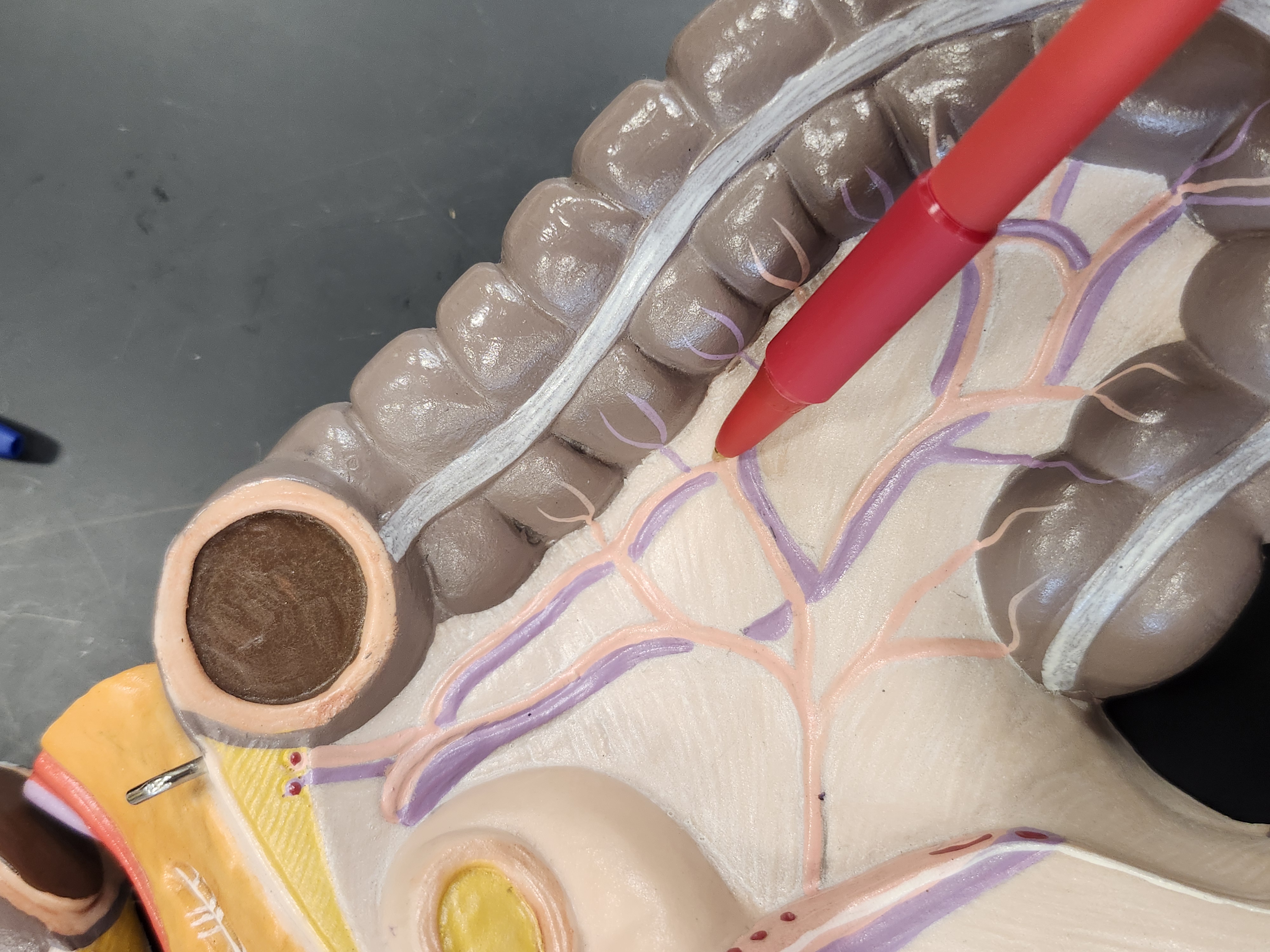 knowt flashcard image