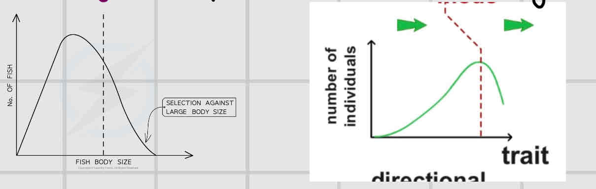 <p>Produces a gradual change in allele frequencies over several gens. This occurs when there is a change in the environment which can lead to certain alleles becoming advantageous.</p>