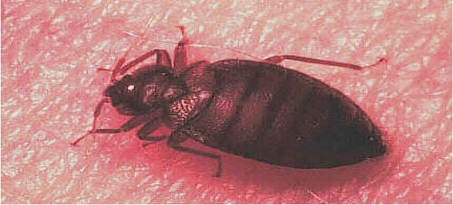 <p>feed on entire body at night, puke blood on bed, hide in crevices of bed, look like average bug</p>