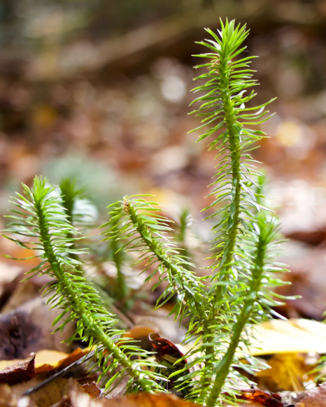 <p><em>Huperzia lucidula</em></p>