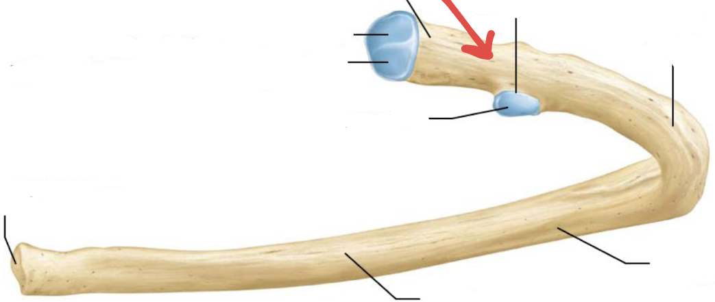 <p>what is this?</p>