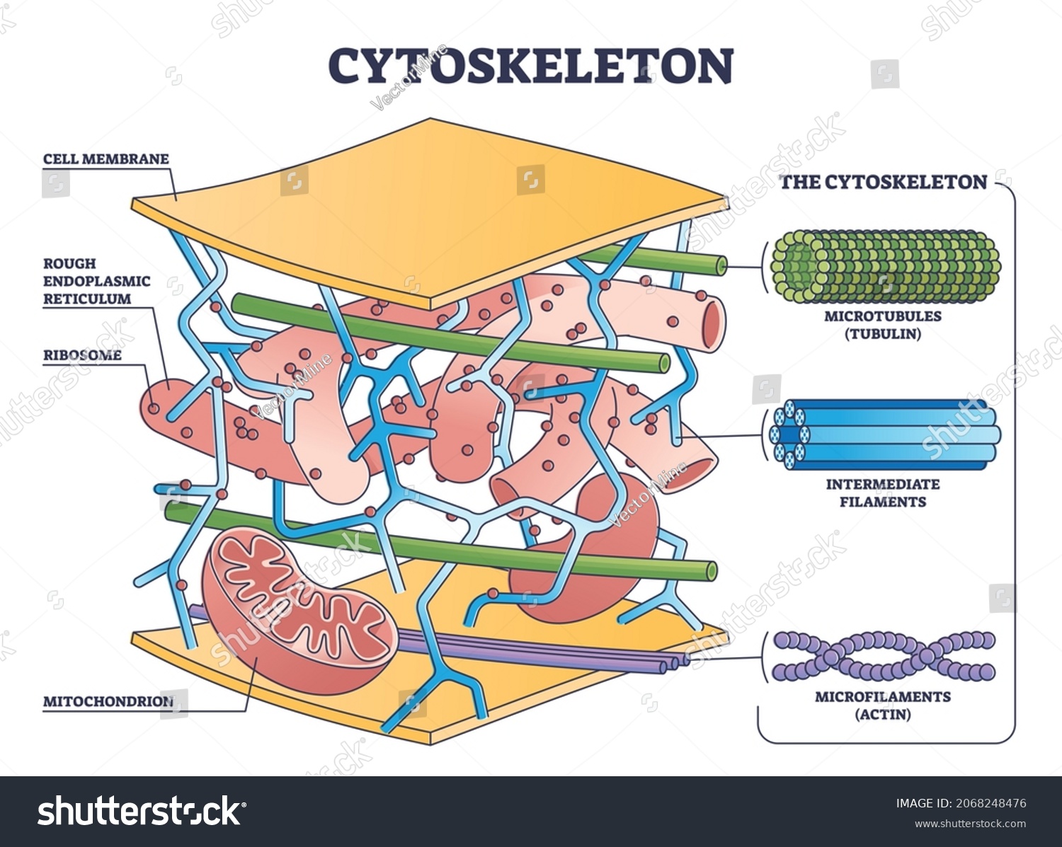 Opbouw van het cytoskelet