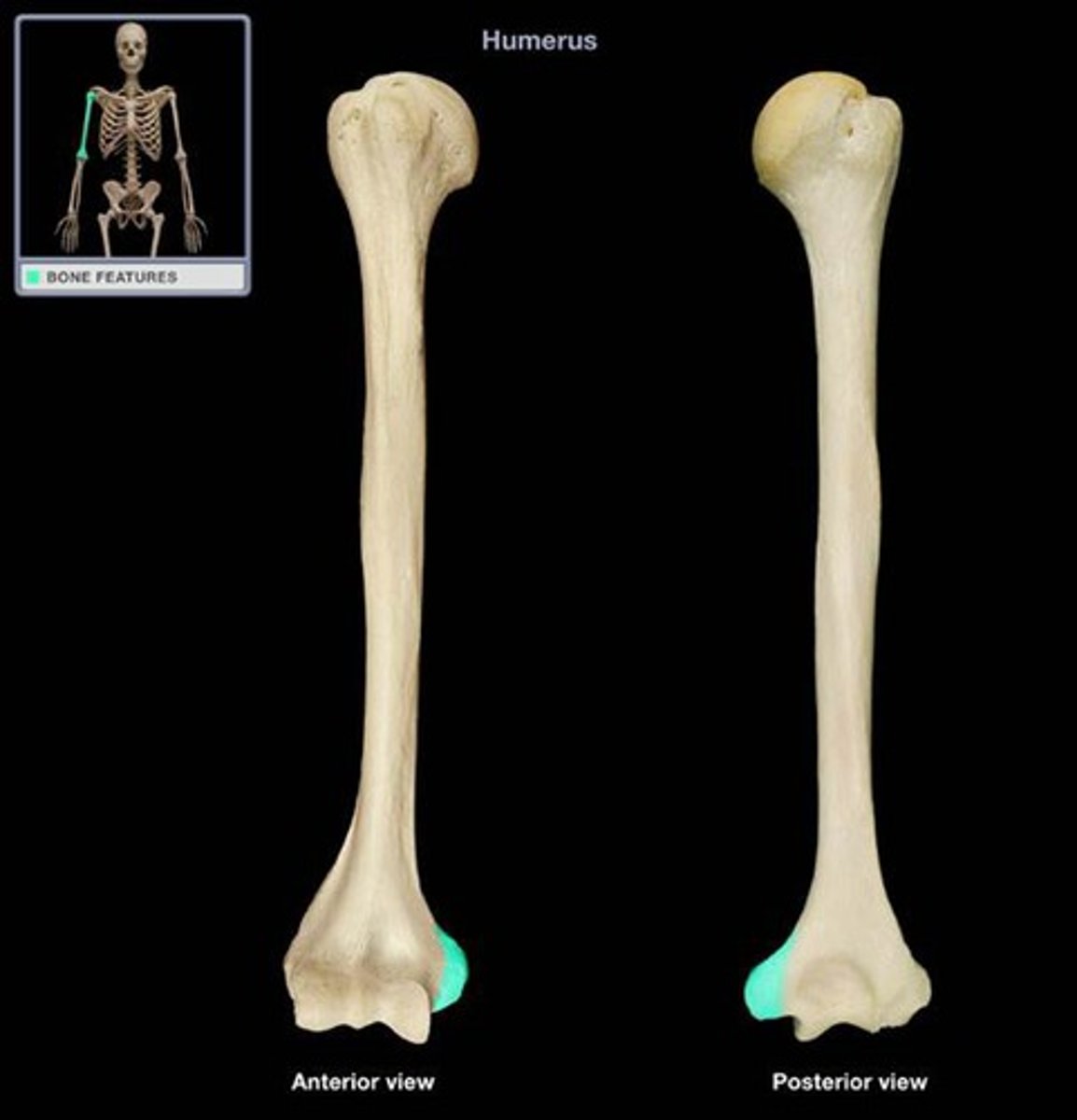 <p>What term describes a rough bump above a condyle?</p>