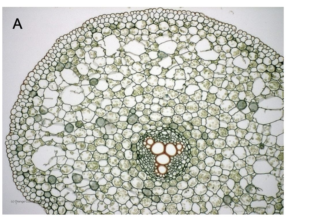 <p>monocot or eudicot</p>