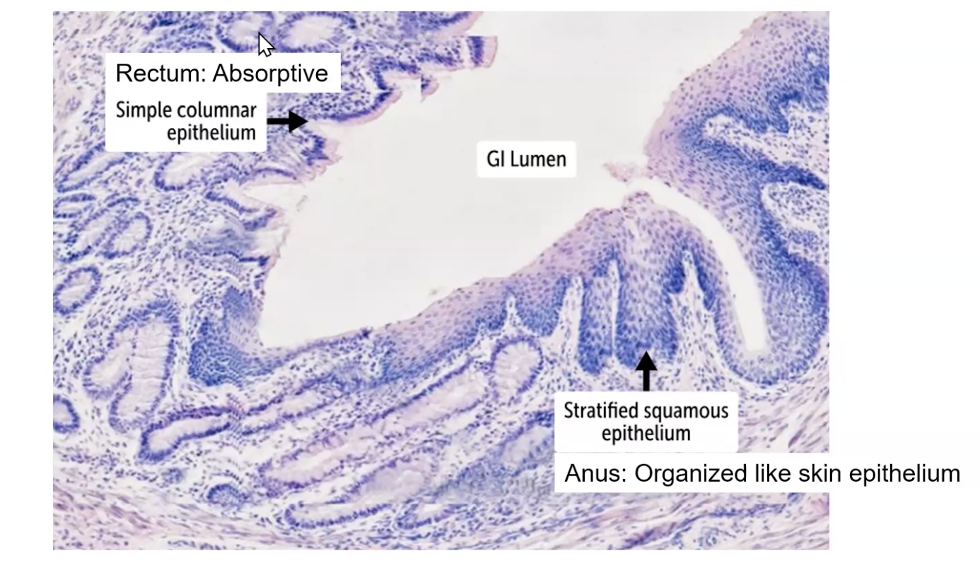 <p>Simple columnar epithelium are absorptive like the rectum.</p><p>Stratified squamous epithelium are part of the anus which is similar to skin cells.</p>