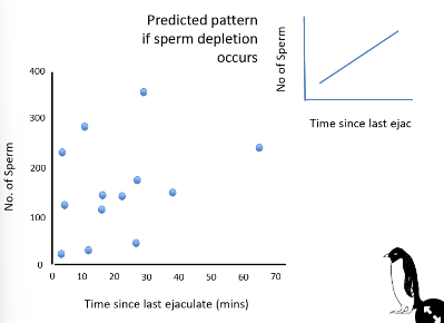 <ul><li><p>m→ took cloacal smears (male ejaculate samples did not work)</p></li><li><p>p→ if sperm depletion occurs, the number of sperm should increase as time since last ejaculation increases</p></li><li><p>r→ no correlation between number of sperm and time since last ejaculation</p><p><strong>→ no evidence that males suffer from sperm depletion</strong></p></li></ul>