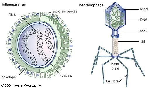 * Capsid
* DNA/RNA
