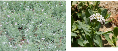 <ul><li><p>Transition zone</p></li><li><p>small white flowers in clumps</p></li><li><p>likes alkaline and saline soils</p></li></ul><p></p>