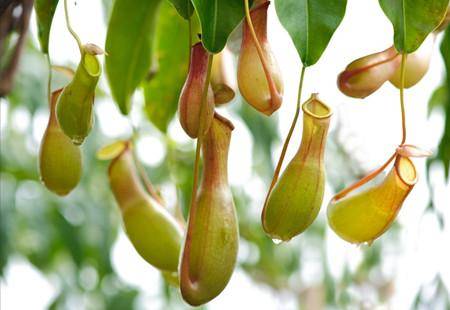 <p>carnivorous plant</p>