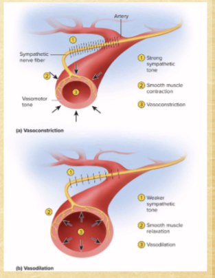 <p>vasoconstrict BVs to skin (minimize bleeding)</p><p>prioritize BVs to skeletal muscles and heart (like running away from bear)</p>