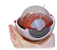 the transparent structure behind the pupil that changes shape to help focus images on the retina. (Myers Psychology for AP 2e p. 172)