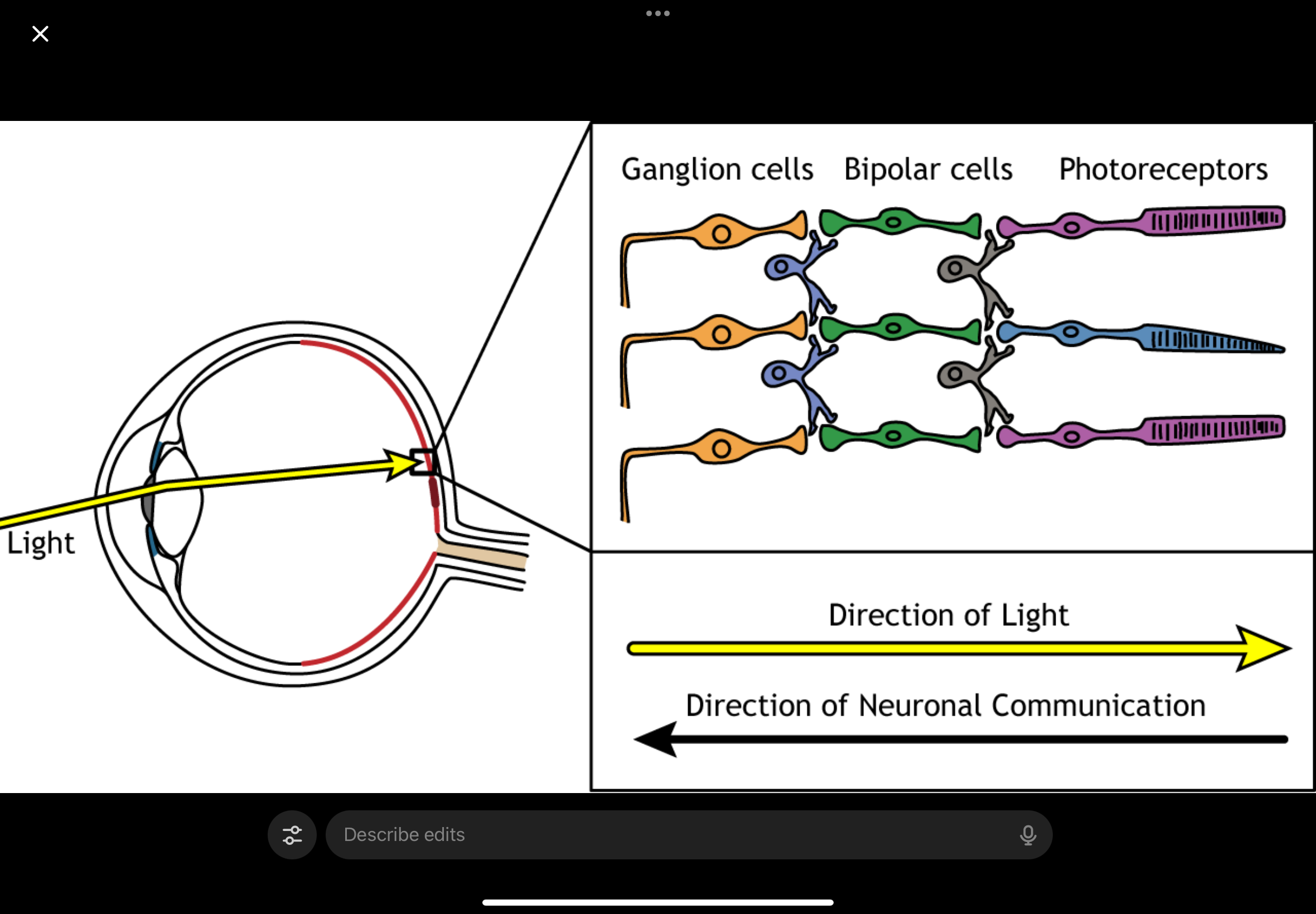 <p></p><ul><li><p><span>Ganglion cells (closest to where light enters)</span></p></li><li><p><span>Bipolar cells</span></p></li><li><p><span>Photoreceptors (at the very back)</span></p></li></ul><p></p><p><span>So when light enters the eye:</span></p><ul><li><p><span>Light comes in</span></p></li><li><p><span>It passes through ganglion cells</span></p></li><li><p><span>Then passes through bipolar cells</span></p></li><li><p><span>Then finally reaches the photoreceptors</span></p></li></ul><p></p><p></p><p></p><ul><li><p><span>Light passing through a cell ≠ that cell responding to light</span></p></li><li><p><span>Ganglion and bipolar cells are transparent enough that light just passes through them</span></p></li><li><p><span>They do not detect light</span></p></li></ul><p></p><p></p><p><span>Only photoreceptors:</span></p><ul><li><p><span>Absorb the light</span></p></li><li><p><span>Convert it into an electrical signal</span></p></li></ul><p></p><p><span><strong>Then the signal goes the opposite way</strong></span></p><p><span>Once photoreceptors respond:</span></p><ul><li><p><span>Signal goes back up the layers:</span></p><ul><li><p><span>Photoreceptors → bipolar cells → ganglion cells</span></p></li></ul></li></ul><p></p><ul><li><p><span>Ganglion cells then send the signal out via the optic nerve</span></p></li></ul><p></p><p></p><ul><li><p><span>Light travels down to photoreceptors, but the signal travels back up to ganglion cells.</span></p></li></ul><p></p>