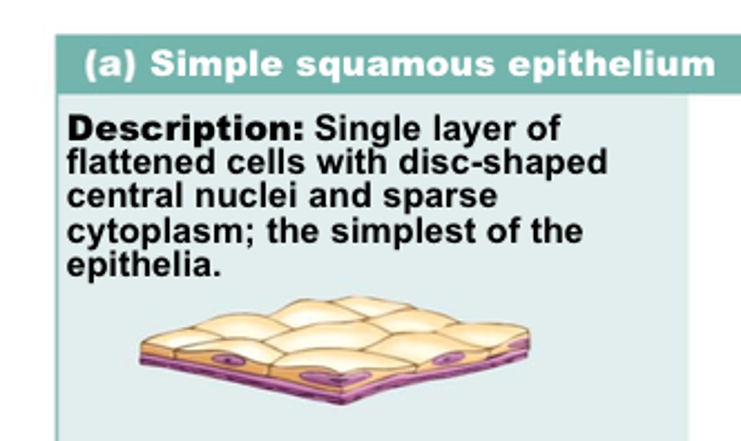 <p>1 cell thick</p>