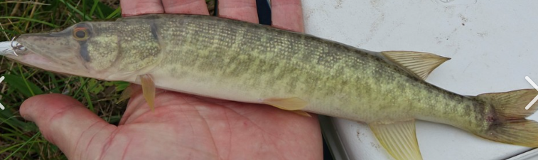 <p>What fish is this and how do you know</p>